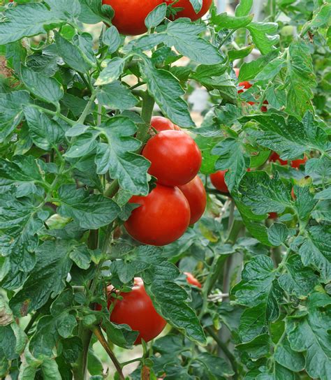 Neither of these conditions is desirable and incorrect watering is the biggest source of tomato problems related to tomato care. Growing Tomatoes - The Ultimate Guide To Growing Tomato Plants