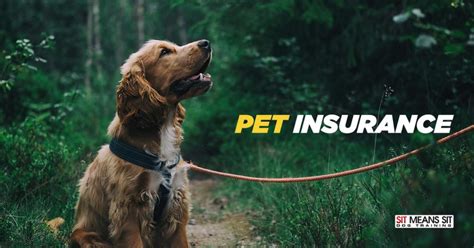 As early as 8 weeks, you can cover your rambunctious pup with a puppy insurance plan from figo. Should I Get Pet Insurance for My Dog? | Sit Means Sit Atlanta