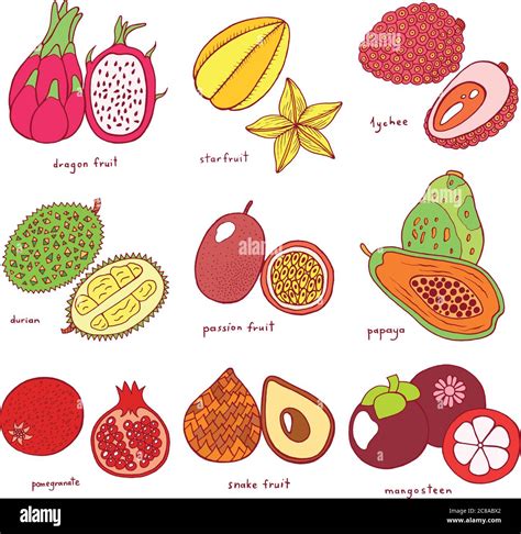 Tropical Fruits Drawing