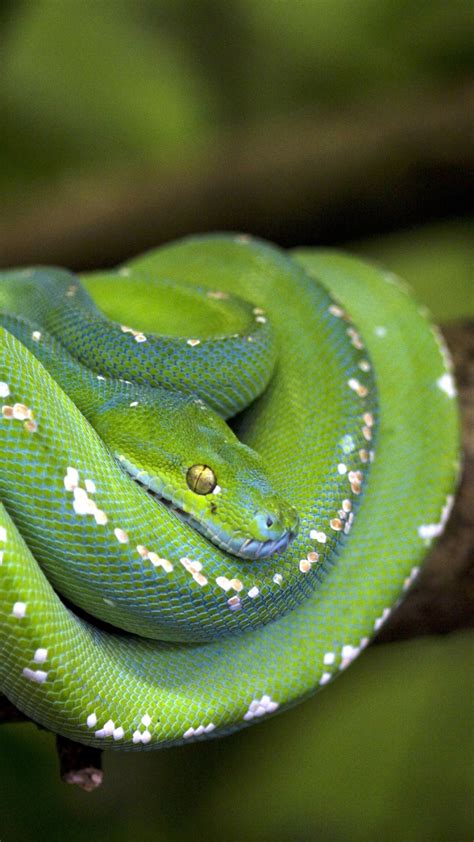 Python Scales Green Branch Snake Wallpapers 720x1280 377650