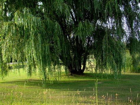 48 Weeping Willow Tree Wallpaper