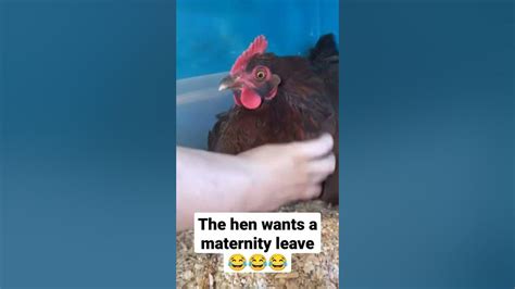 The Hen Wants A Maternity Leave Youtube