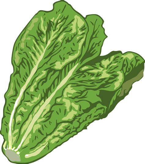 Lechuga Png Gráfico Clipart Diseño 20962857 Png