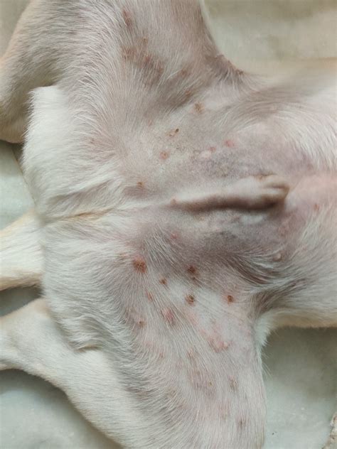 Can Puppies Get Pimples On Their Belly