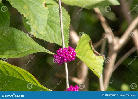 Purple Berries In Florida Swamp Stock Image Image Of Food Ball