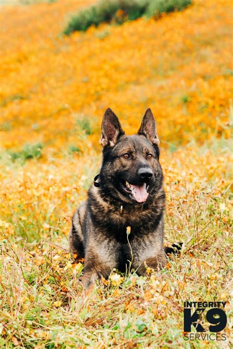 German Shepherd Protection Dogs For Sale Integrity K9 Services