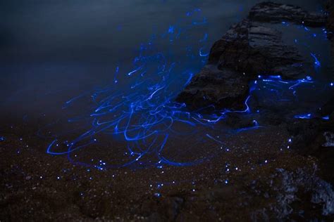 Blue Rivers Of Bioluminescent Shrimp Trickle Down Oceanside Rocks In