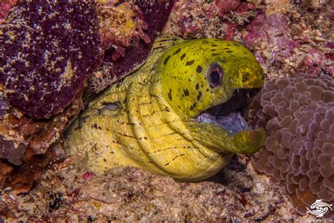 Fimbriated Moray Eel Facts And Photographs Seaunseen