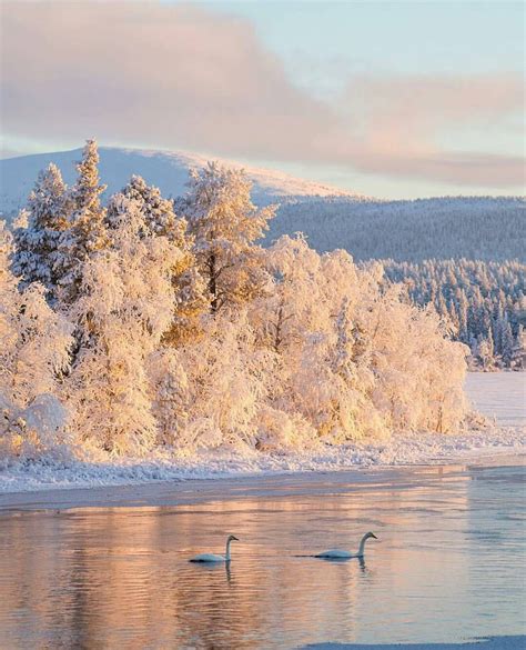 Swans In The Winter Sun Frozen Lake At Pallastunturi Lapland