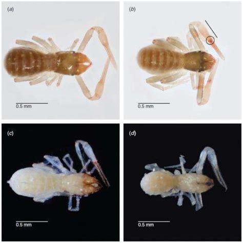 Cave Dwelling Pseudoscorpions Evolve In Isolation