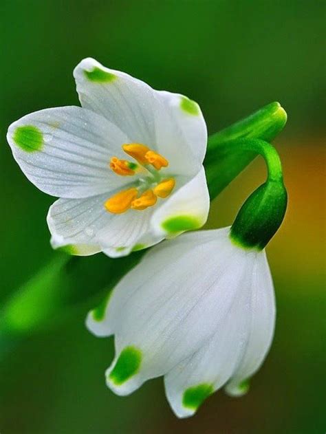 Damit stauden und blumen prächtig blühen, können sie geeignete maßnahmen ergreifen. Welche Frühlingsblumen blühen wann? | Frühling blumen ...