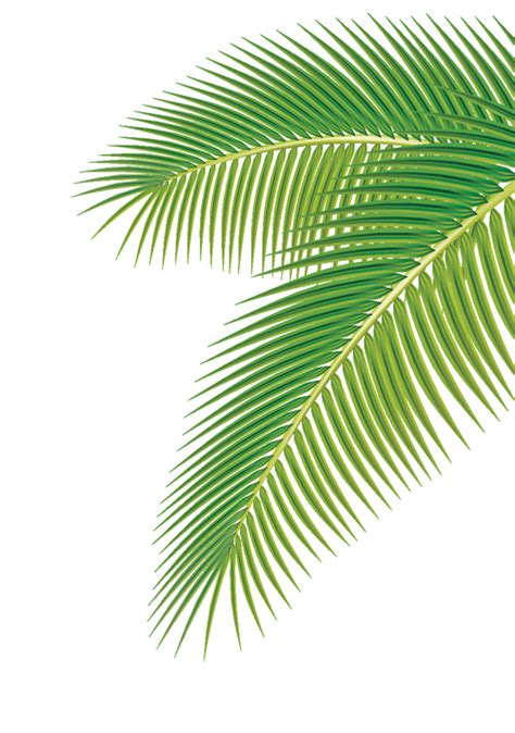 Set Of Green Palm Leaves Vector 01 Vector Plant Free Download