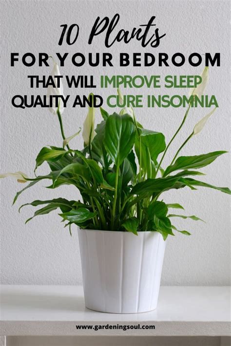 10 Plants For Your Bedroom That Can Improve Sleep Quality And Treat