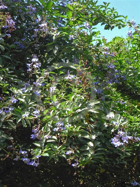 This colorful combo will prefer a shady spot, and will stop blooming once summer heat sets in. Clerodendrum myricoides Ugandense | Blue Butterfly Bush ...