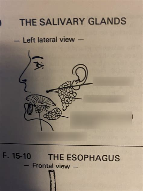 Salivary Glands Diagram Quizlet