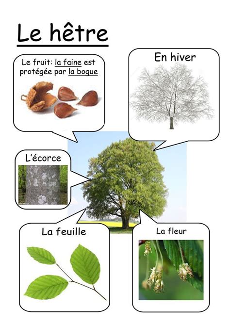 Le Hêtre Reconnaitre Les Arbres Arbre Feuille