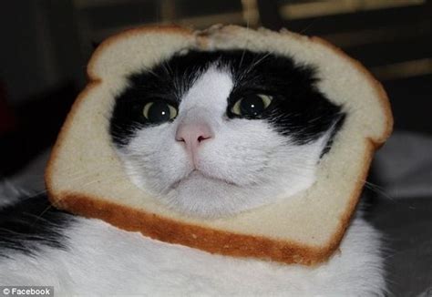 10 Cats With Their Faces In Bread Cat Bread Cats Silly Cats Pictures
