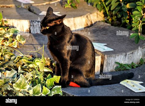 Black Shiny Fur Hi Res Stock Photography And Images Alamy