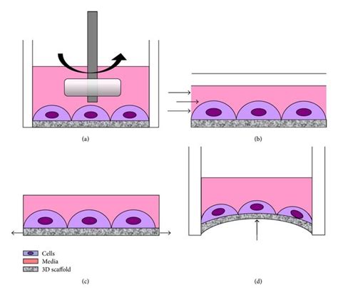 Schematic Description Of Significant Physical Stimuli Applied To Cells