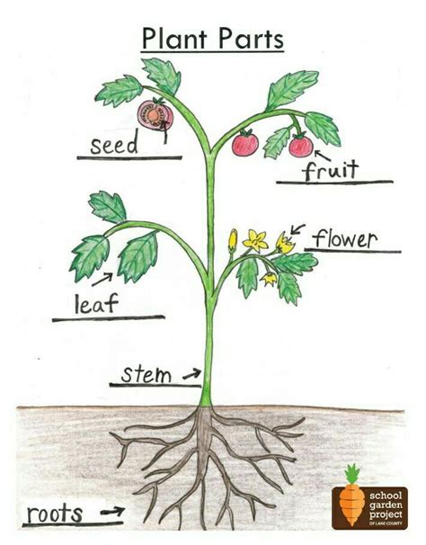 Plant Body Is Differentiated Into Root Stem And Leaves
