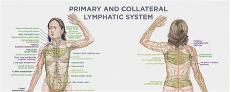 Learn about the main tissue types and organ systems of the body and how they work together. The Importance of a Healthy Lymphatic System - Elements Massage - Glendale