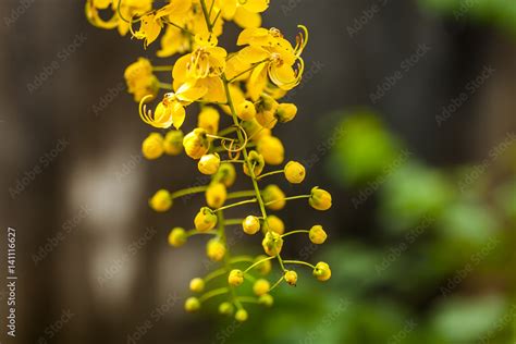 Kanikkonna Golden Shower Cassia Fistula Bloom In Tree This Flower