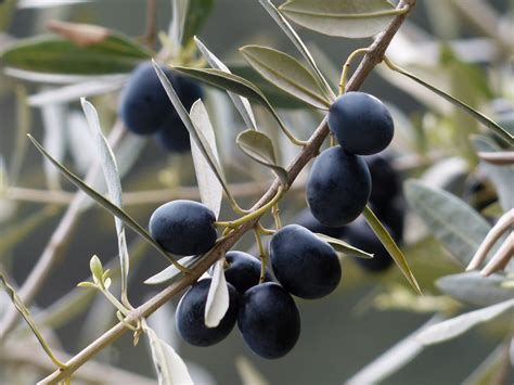 Free Images Fruit Flower Food Produce Flora Shrub Fruits Olives Olive Tree Prunus