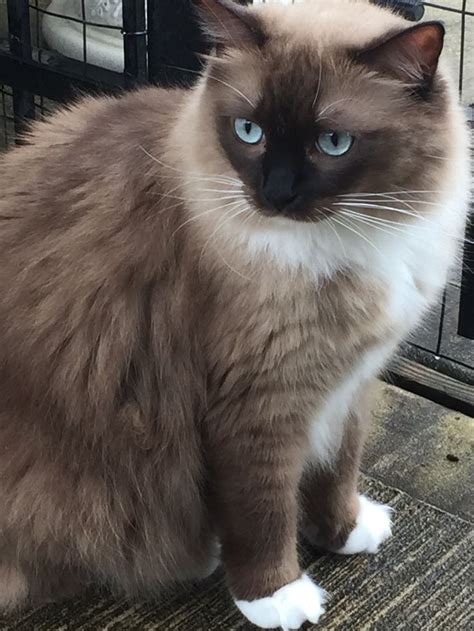 My Beautiful Kaylee Checking Out The Rain ☂️ Seal Mink Mitted Ragdoll
