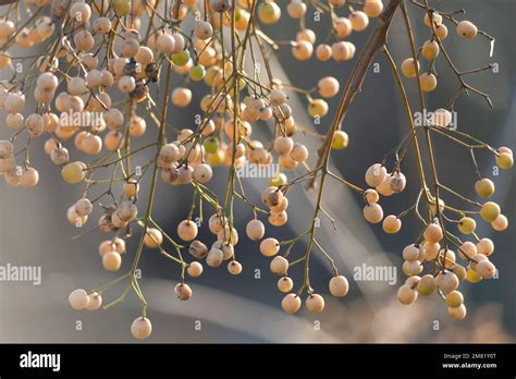 Italy Lombardy Persian Lilac Chinaberry Tree Melia Azedarach Fruit