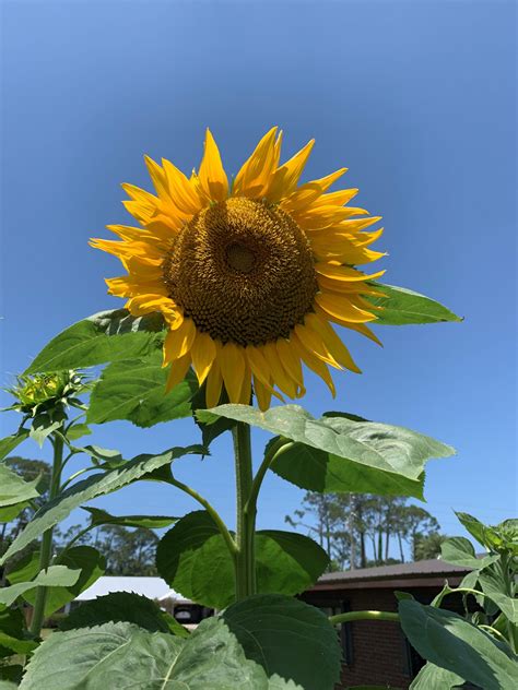 Its Almost Never Too Late For Sunflowers Gardening In The Panhandle