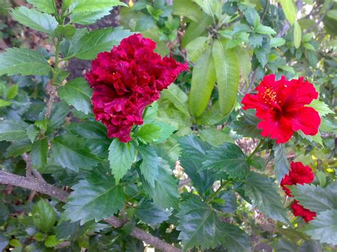 2,155 flowers all kinds products are offered for sale by suppliers on alibaba.com, of which moulds accounts for 1%, crystal crafts accounts for 1%, and other toys & hobbies accounts for 1%. Why is there different types of flowers in the same branch ...