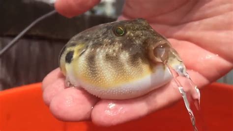 We consider the buffering capacity of a specific buffer to be the pka ± 1. Puffer Fish - YouTube