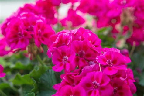 17 Annual Flowers That Are Easy To Grow And Bring Fresh Color To Your