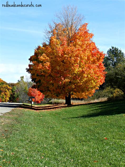 Michigan Fall Foliage Redhead Can Decorate