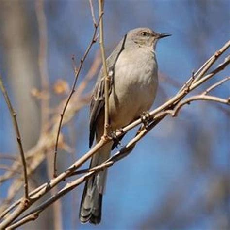 How Do You Get Rid Of Territorial Birds Diy Seattle