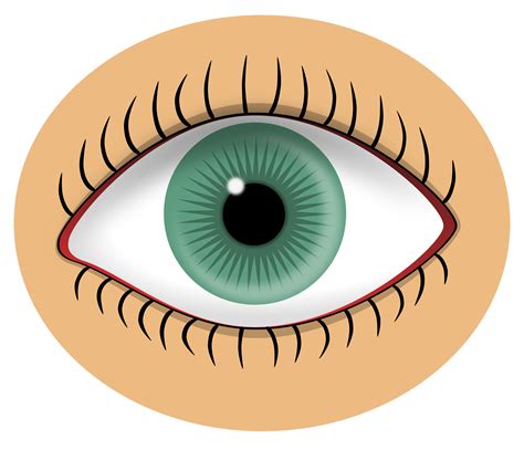 Eyeball clipart eyelash, Eyeball eyelash Transparent FREE for download on WebStockReview 2021