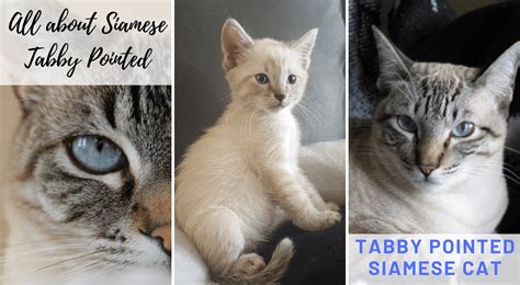All About Tabby Pointed Siamese Cat Siamese Of Day