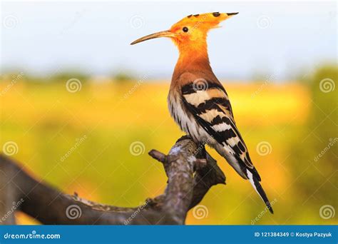 Hoopoe Summer Morning Sitting On A Branch Stock Image Image Of Color