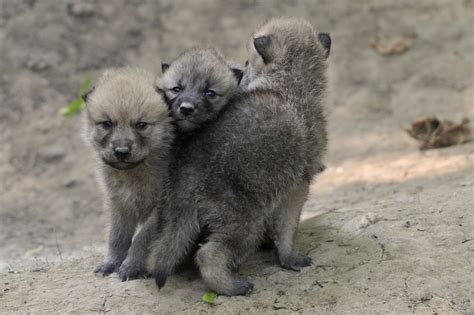 Arctic Wolf Cubs Arctic Wolf Wolf Dog Baby Animals