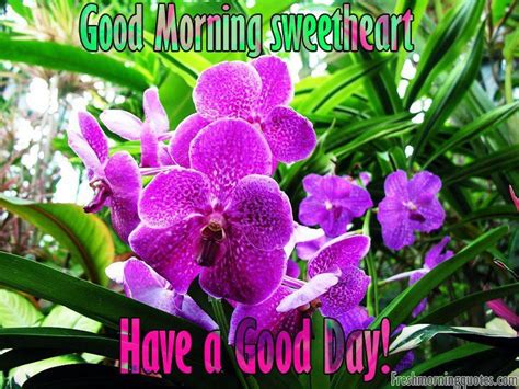 Good Morning With Orchid Flowers Wisdom Good Morning Quotes