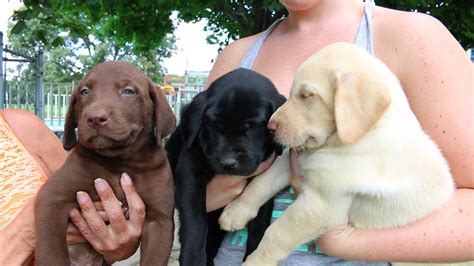You may be surprised at what you can come up with. Adorable Labrador Retriever Puppies - YouTube