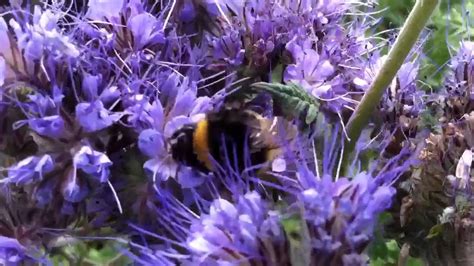 Bumble Bee On Phacelia Youtube