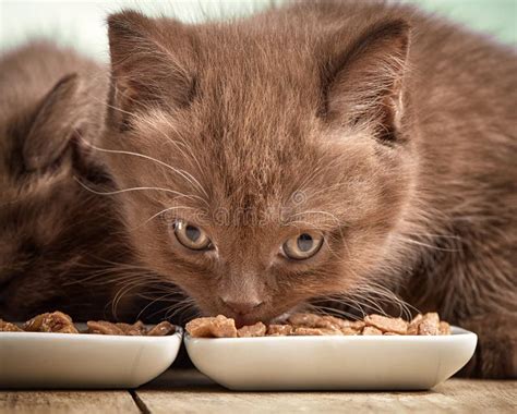 Kitten Eating Cats Food Stock Image Image Of Cats Snack 74024579