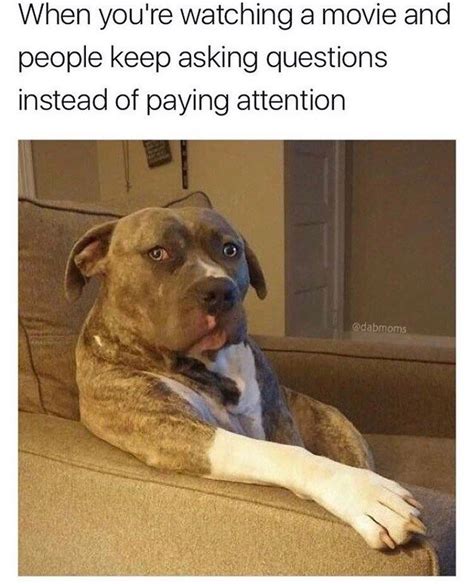 30 Doggo Memes That Will Leave You Feeling Warm And Fuzzy Memebase