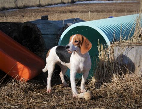 Getting My First Beagle Monday Our Beagle World Forums