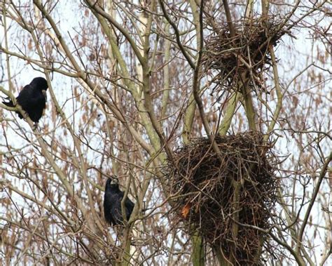 When Do Crows Lay Eggs 13 Fascinating Crow Egg Facts
