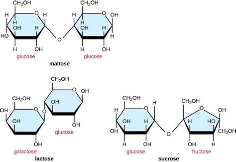 Sucrose Or Table Sugar Is Composed Of Quizlet Decoration Jacques Garcia