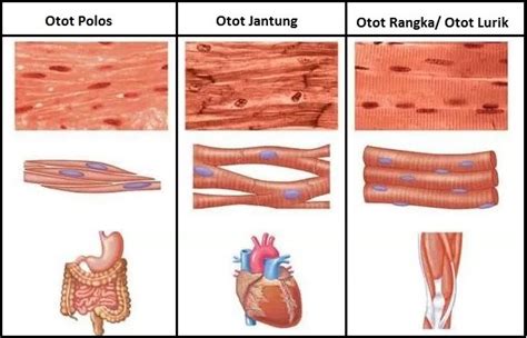 Jaringan Otot Jantung Pada Hewan Homecare