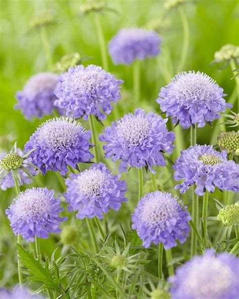 Special Deal Scabiosa Columbaria Mariposa Blue Butterfly Blue