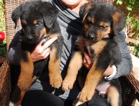 This hybrid mix is probably not a good fit for novice owners. german shepherd rottweiler mix puppies | Zoe Fans Blog ...